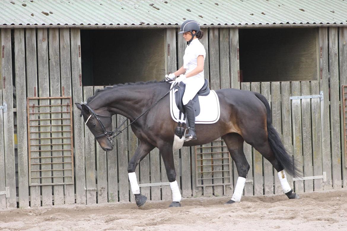 Trakehner Corvette af bakkely billede 16