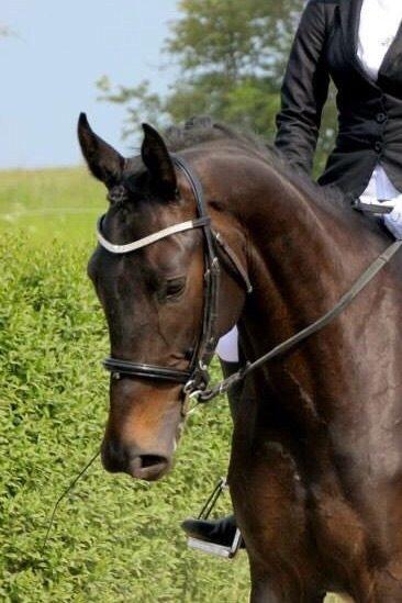 Trakehner Corvette af bakkely billede 17