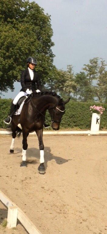 Trakehner Corvette af bakkely billede 18