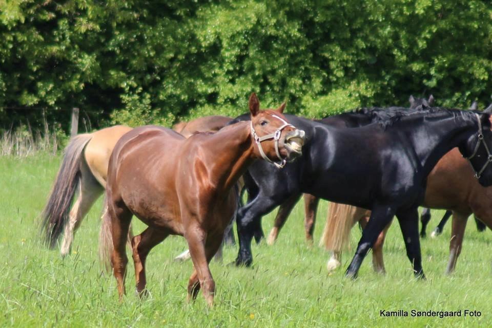 Anden særlig race Lady - Når mussen er i brunst på fold :D  billede 18