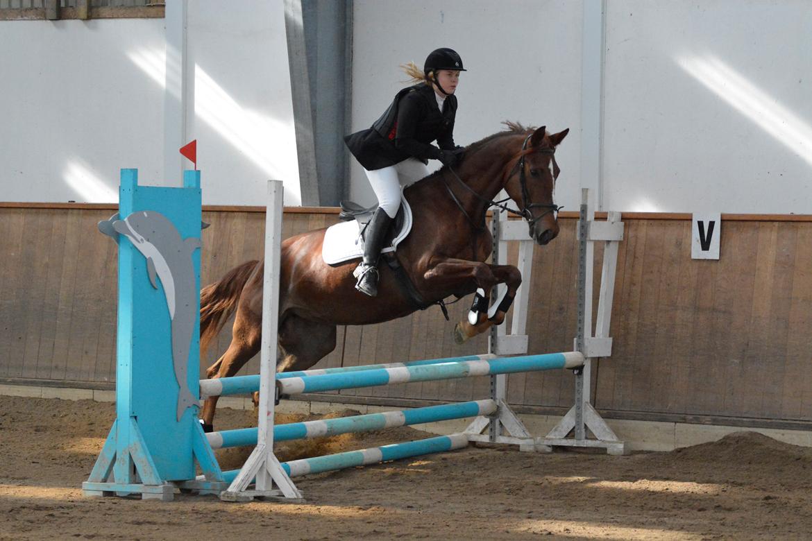 Anden særlig race Lady - 70 cm - vores første fuldførte rundte billede 20