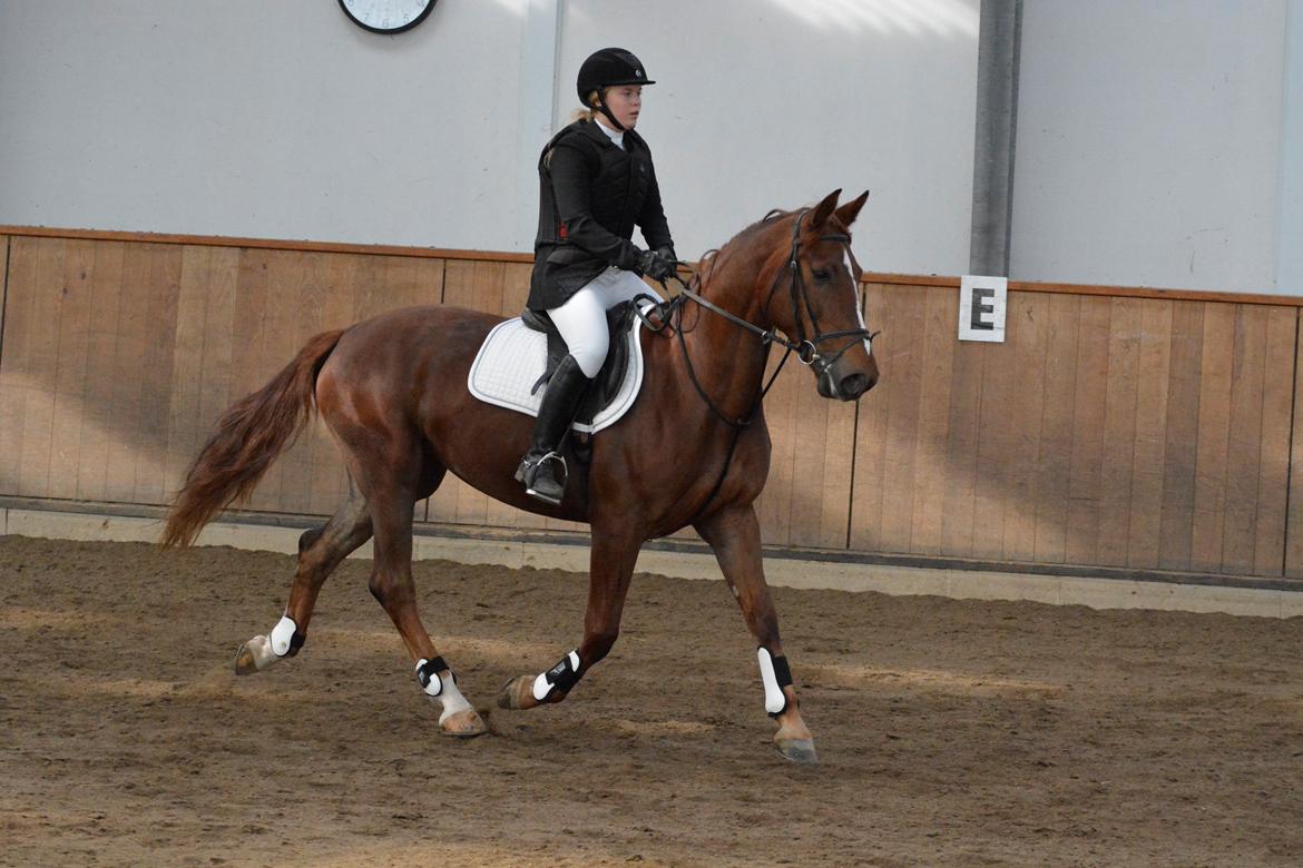 Anden særlig race Lady - Meget spændt hest til springstævne billede 19