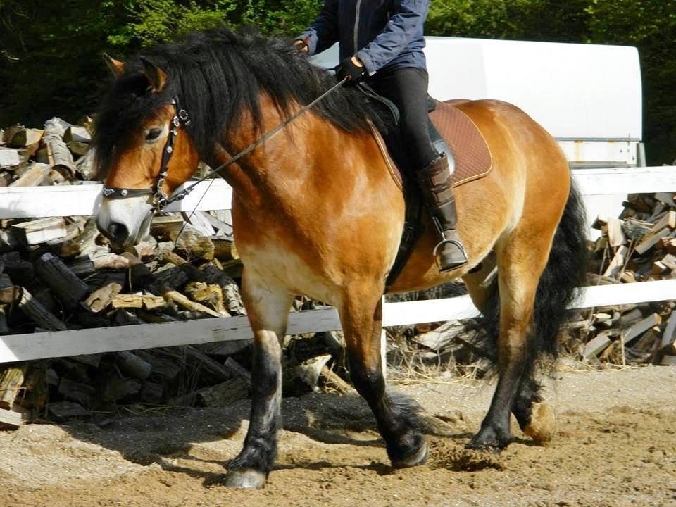Nordsvensk Skovhest Bellotino billede 13