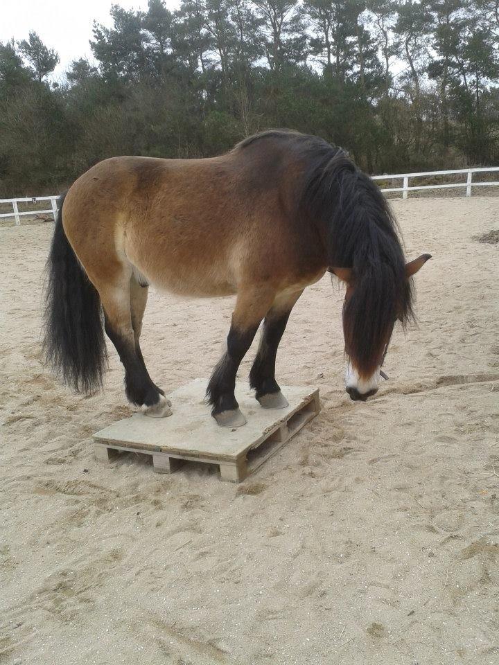 Nordsvensk Skovhest Bellotino billede 14