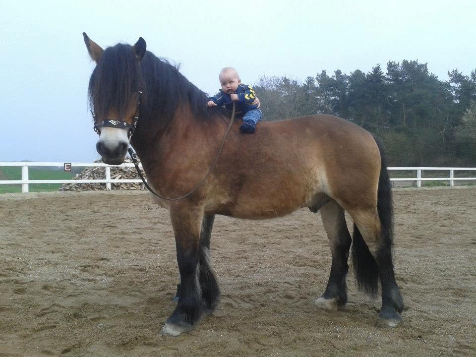 Nordsvensk Skovhest Bellotino - Mor står bag Bello og holder godt fast ;-) billede 15