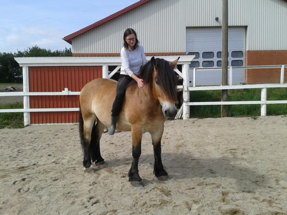 Nordsvensk Skovhest Bellotino - Dagen før elskede Bello blev aflivet <3 billede 20