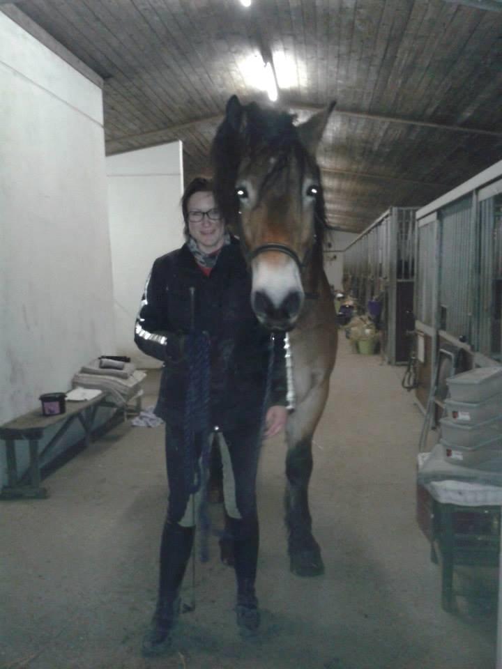 Nordsvensk Skovhest Bellotino billede 17