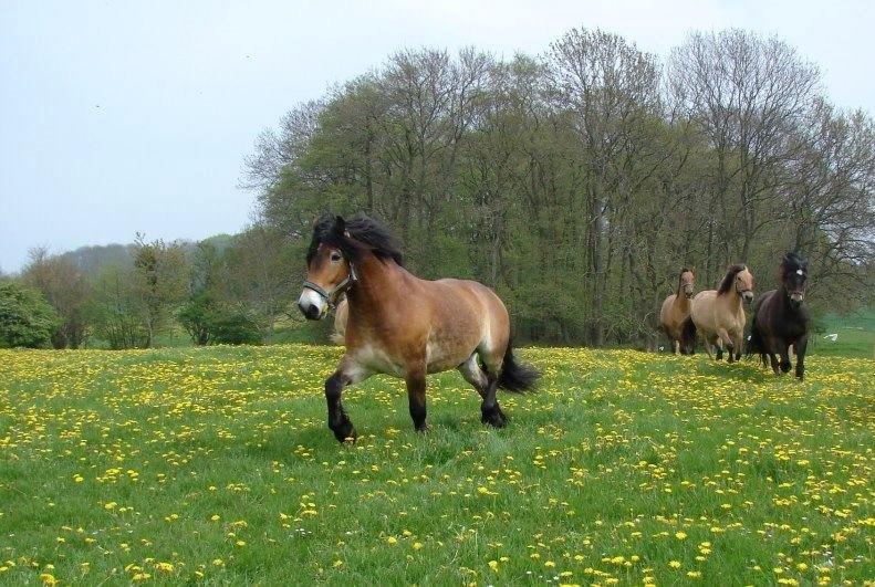 Nordsvensk Skovhest Bellotino billede 18