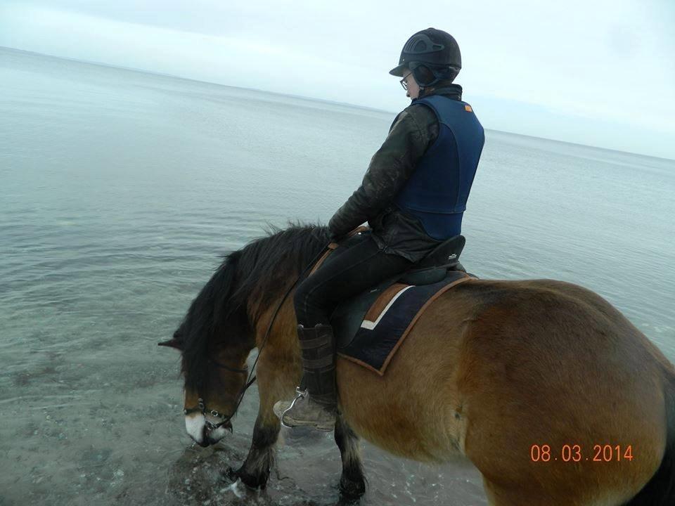 Nordsvensk Skovhest Bellotino billede 19