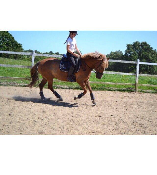 New Forest ADORER ARCHIBAL billede 14