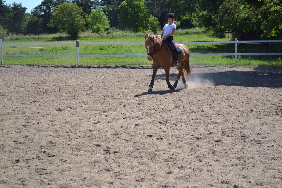 New Forest ADORER ARCHIBAL billede 16