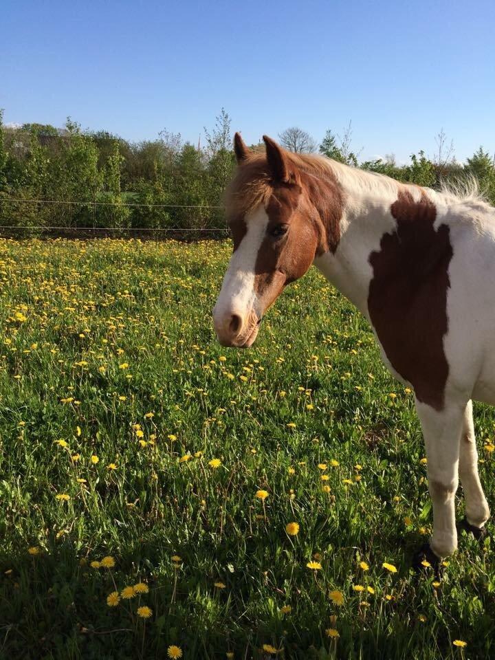 DSP Mosegårdens Stella - Stella😘💖💎😘 Foto: Cilje(hende jeg deler Stella med)💎 billede 11