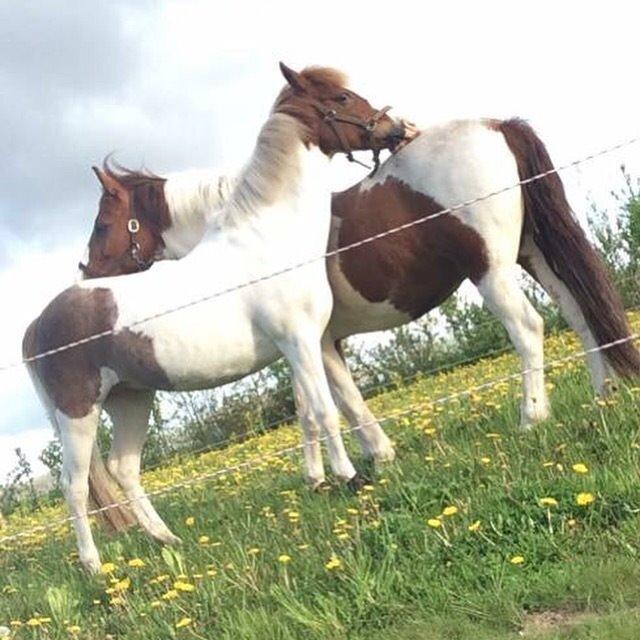 DSP Mosegårdens Stella - Stella og Indy❤️😍💗💖💎Foto: Cilje(hende jeg deler Stella med)💎 billede 13