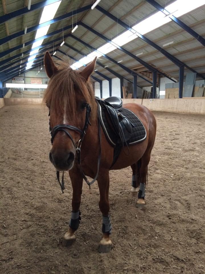 DSP Prima Donna <3 billede 13