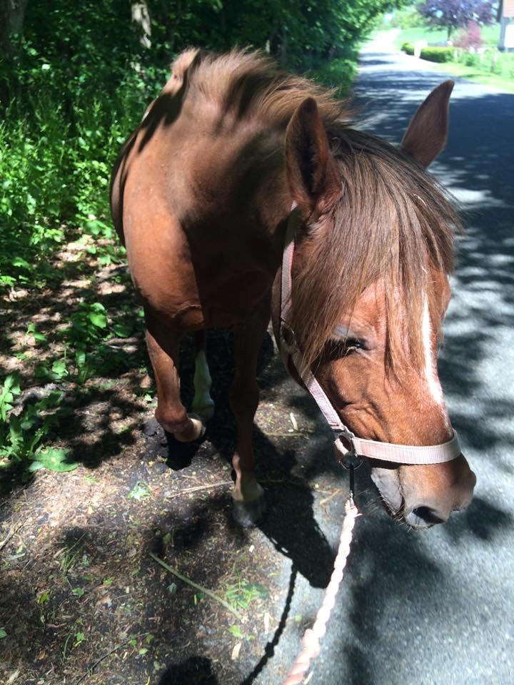 DSP Prima Donna <3 billede 15