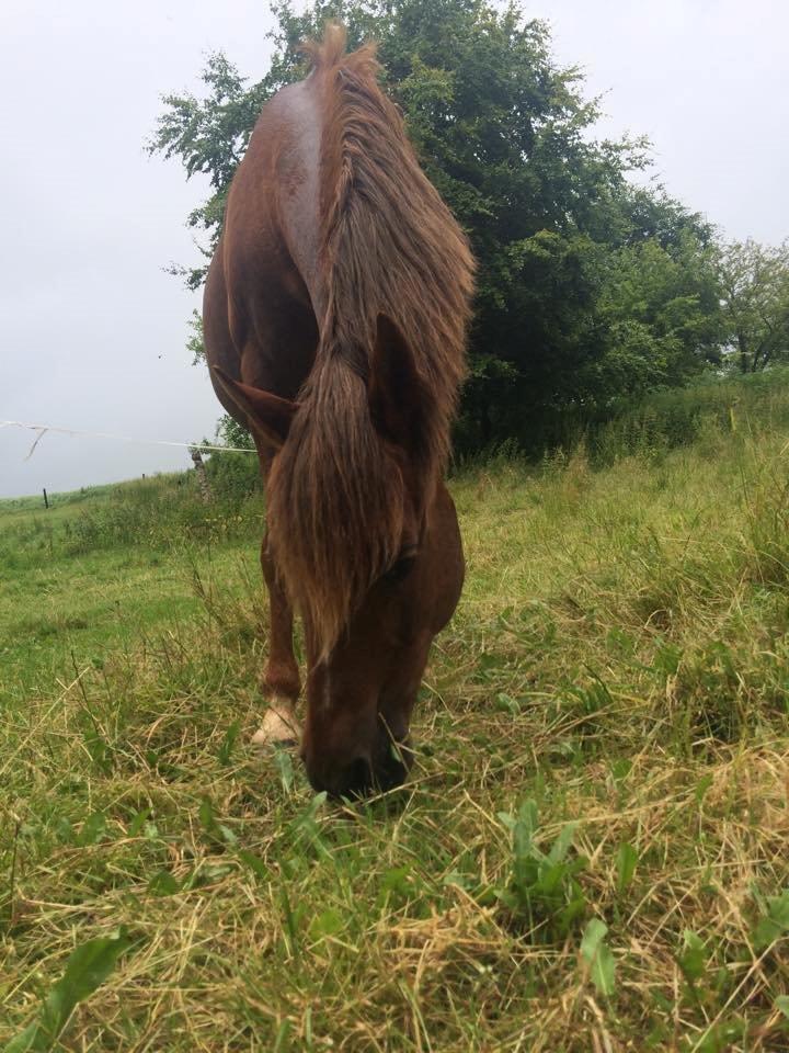 DSP Prima Donna <3 billede 14