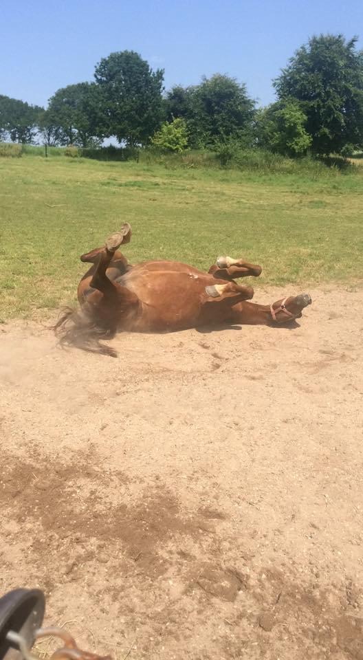 DSP Prima Donna <3 billede 18