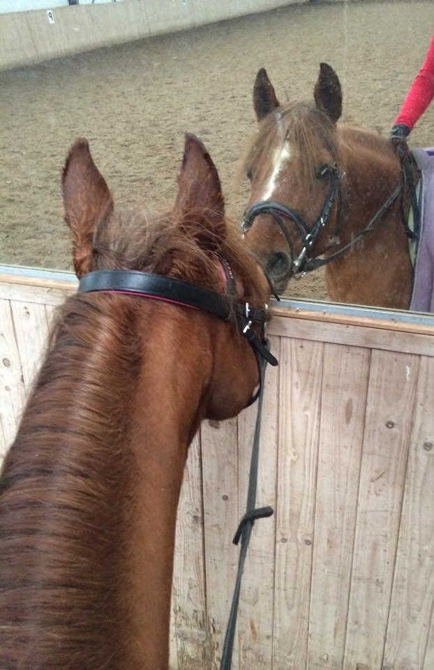 DSP Prima Donna <3 billede 17