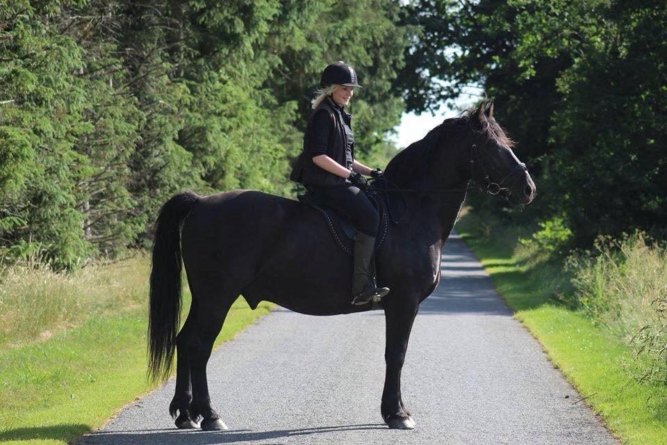 Anden særlig race Speedy billede 17