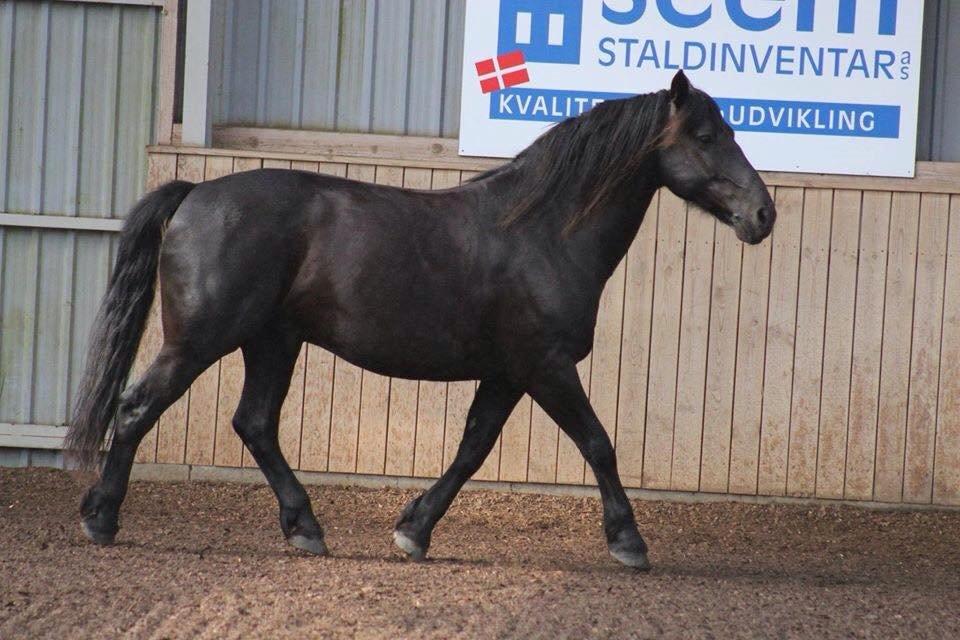 Anden særlig race Speedy billede 3