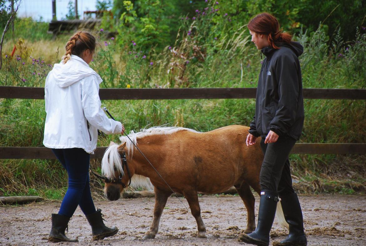 Shetlænder Stjernens Mini-Lion - Undervisning af Maya - 29/7-15 billede 16
