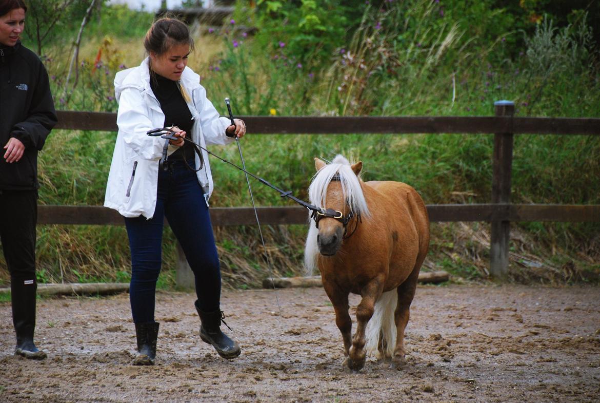 Shetlænder Stjernens Mini-Lion - Første undervisning af Maya - 29/7-15 billede 5