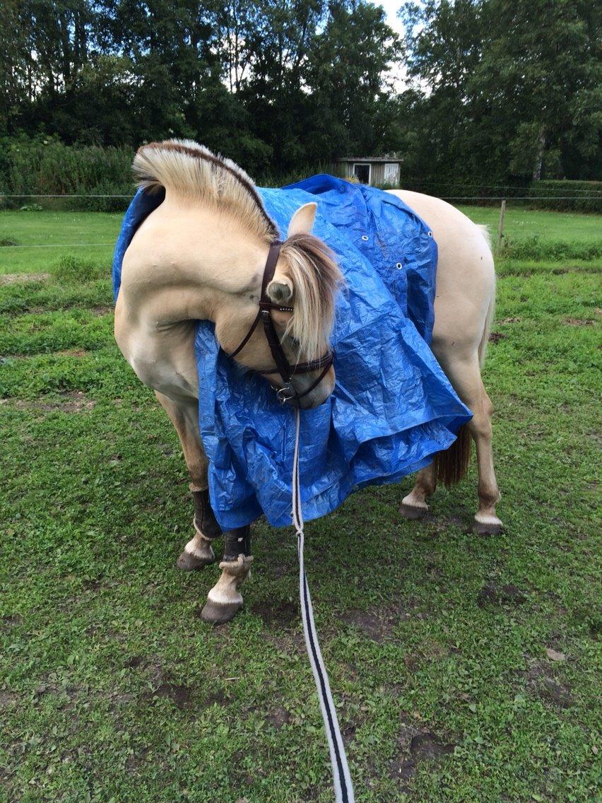 Fjordhest Munkegårdens sille billede 15