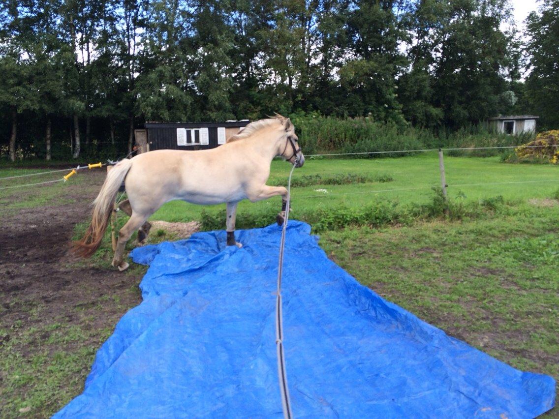 Fjordhest Munkegårdens sille billede 16