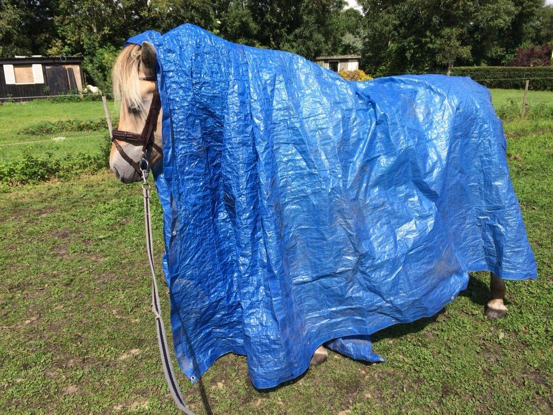 Fjordhest Munkegårdens sille billede 17