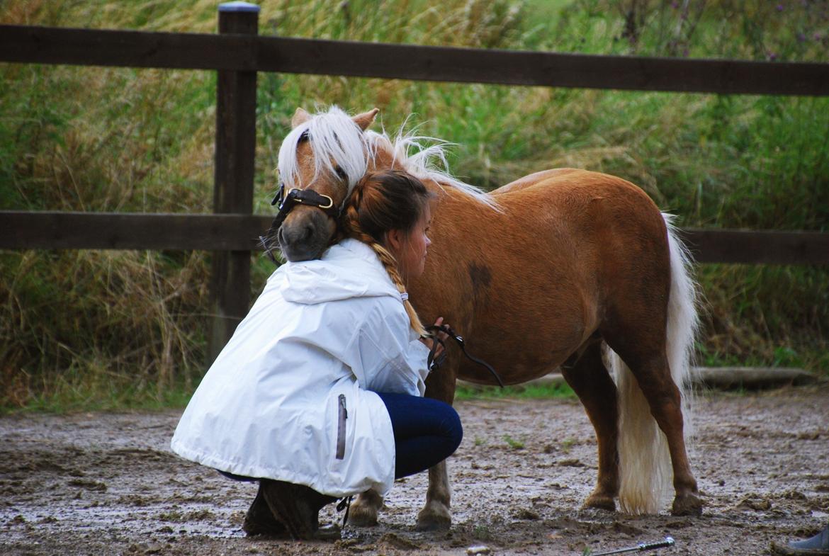 Shetlænder Stjernens Mini-Lion - Første undervisningsdag med en træt pony <3 29/7-15 billede 3