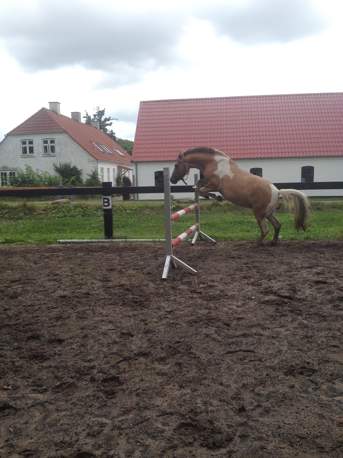 Anden særlig race Kronborggårdens Condolezza<3 billede 15