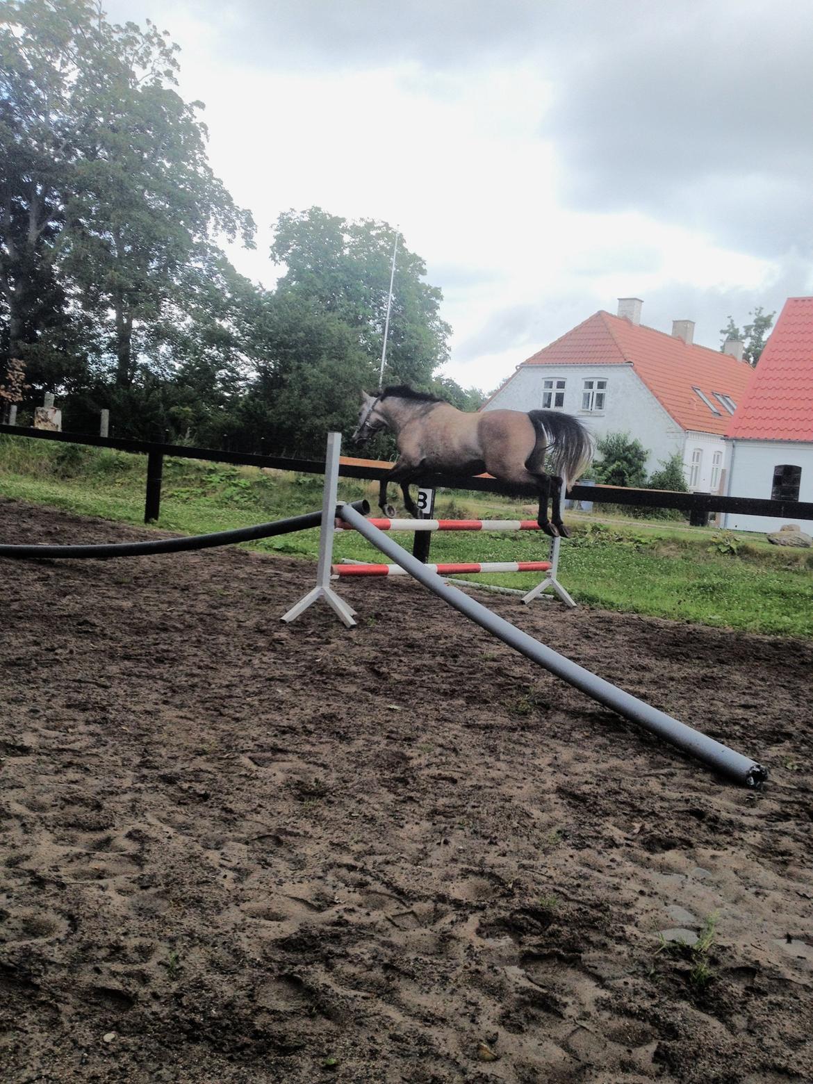 Anden særlig race Smartie<3 - Træning på banen 90 cm billede 9