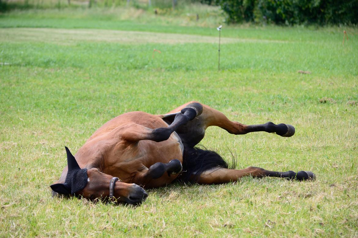 Traver Hera Waltz billede 7