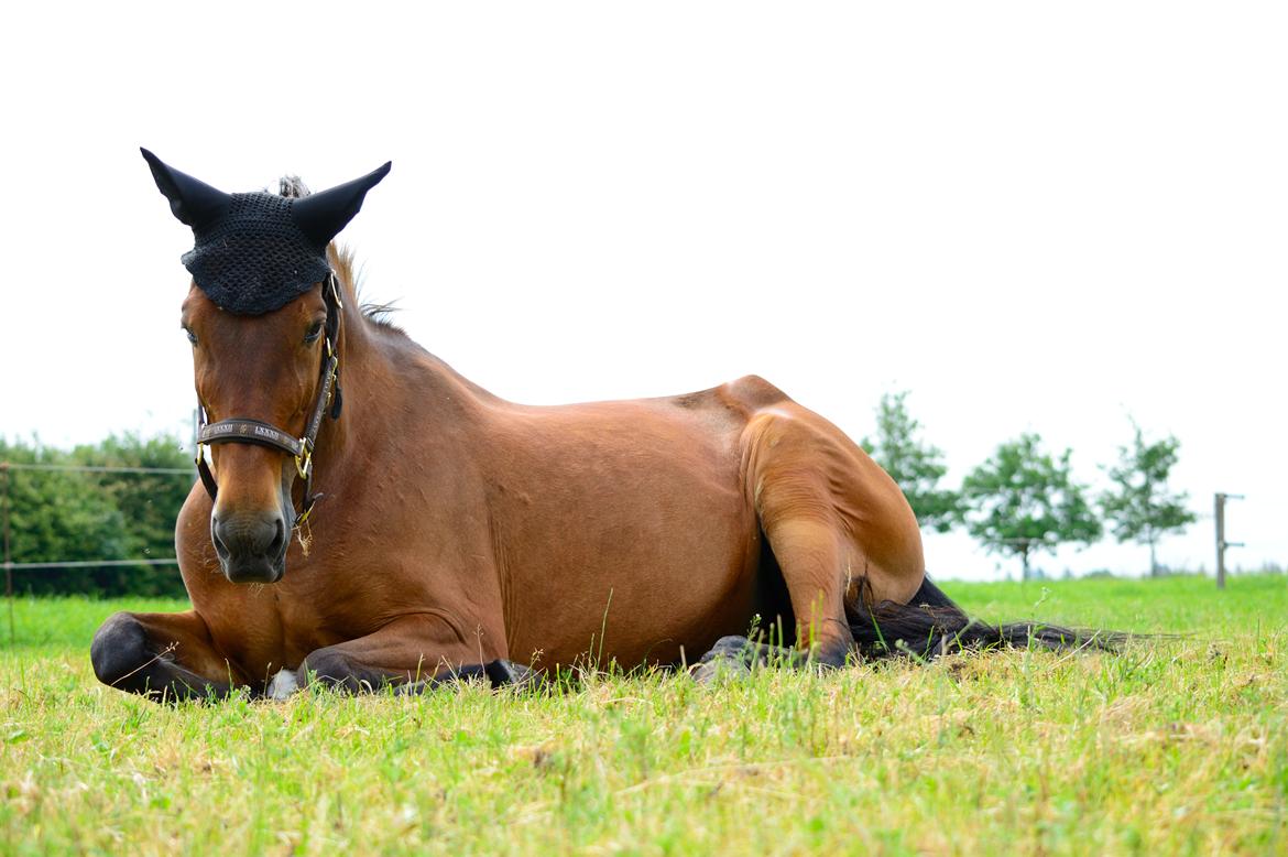 Traver Hera Waltz billede 1