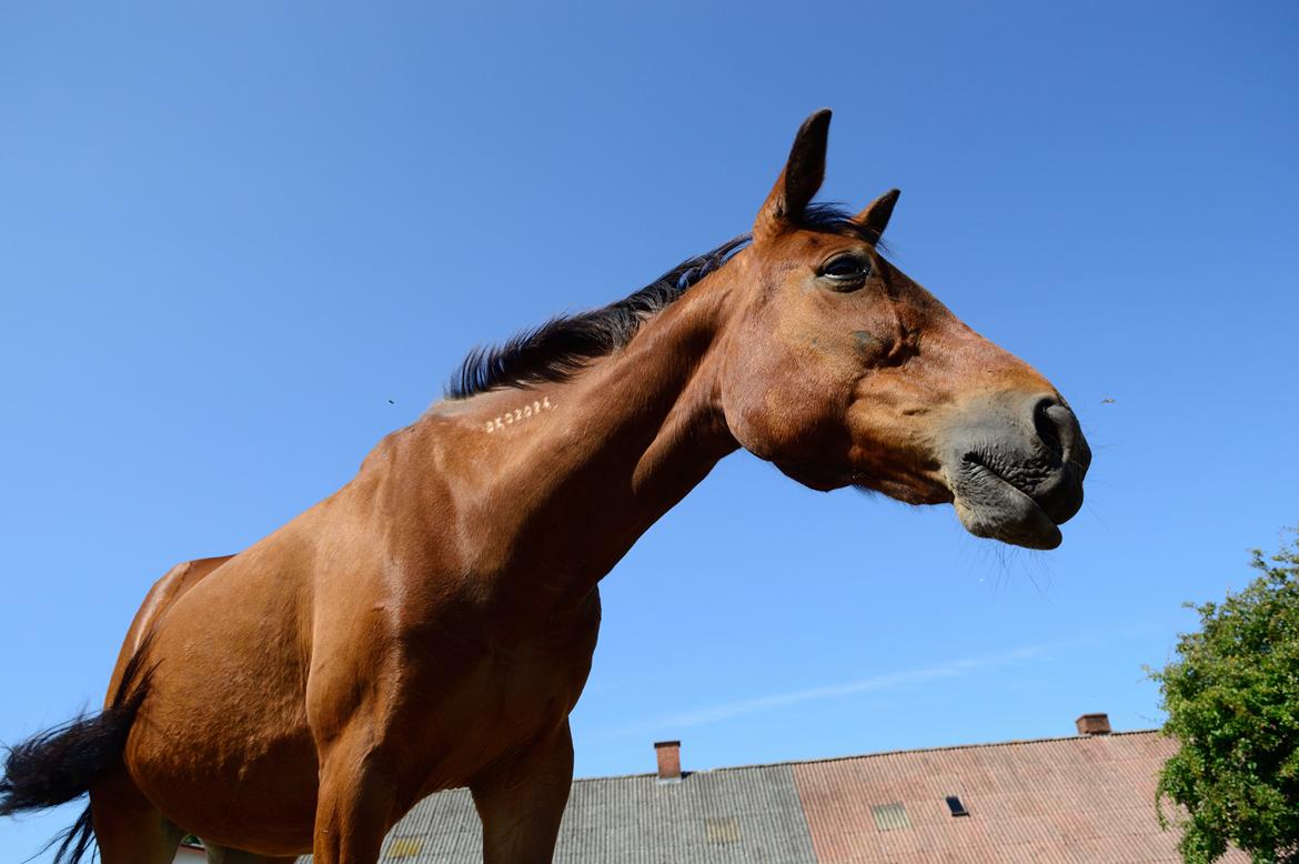 Traver Hera Waltz billede 10