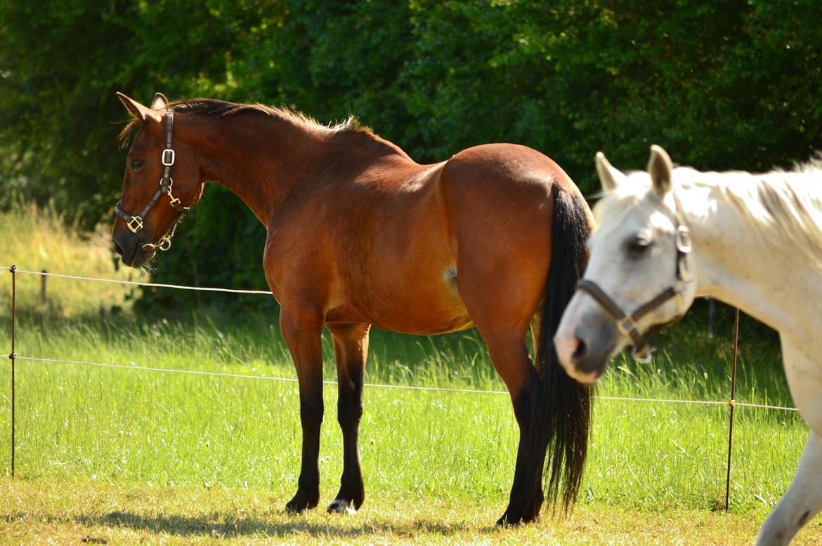 Traver Hera Waltz billede 14