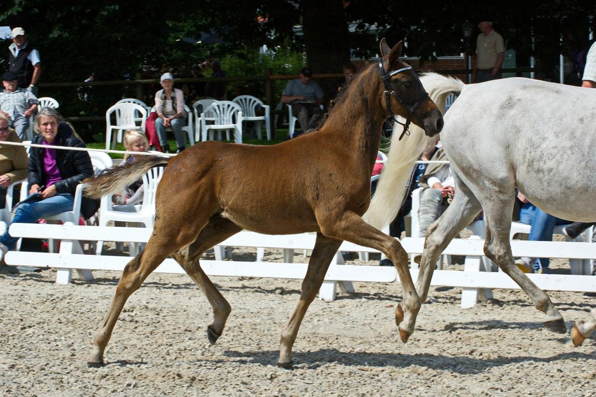 DSP SØGAARDS MR. GREY MOON billede 17