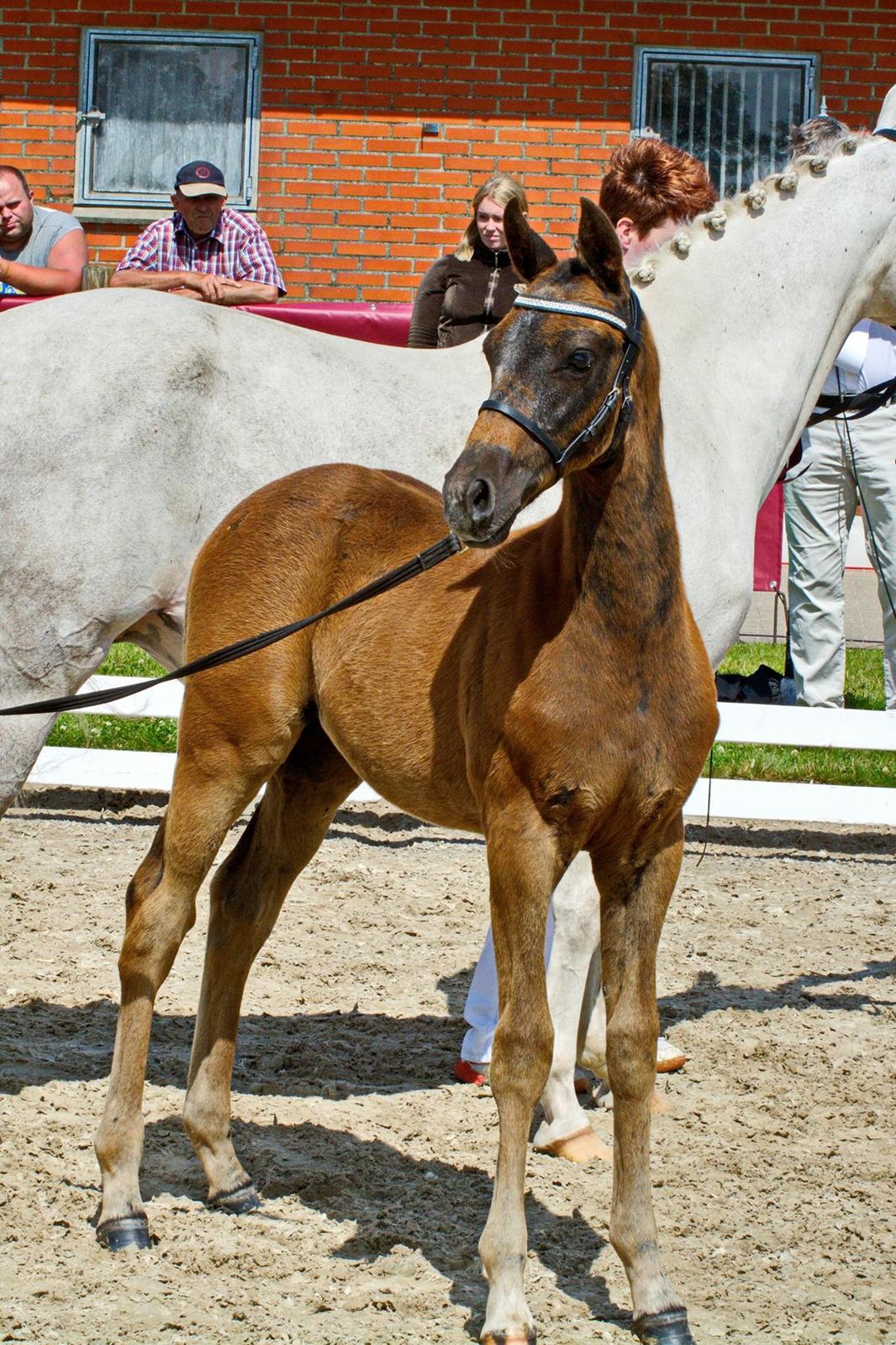 DSP SØGAARDS MR. GREY MOON billede 18