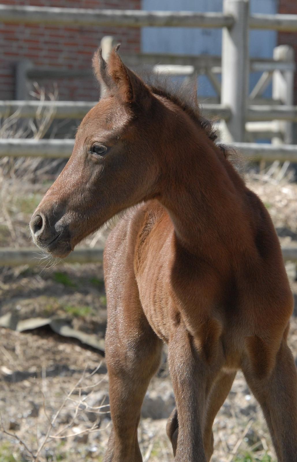 DSP SØGAARDS MR. GREY MOON billede 1