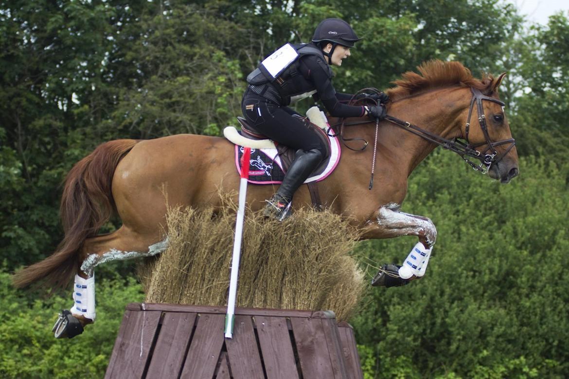 Hollandsk Varmblod Ziggy Marley m2s - CIC* Danmarksmesterskaberne for J/YR 2015, nr. 4 billede 1