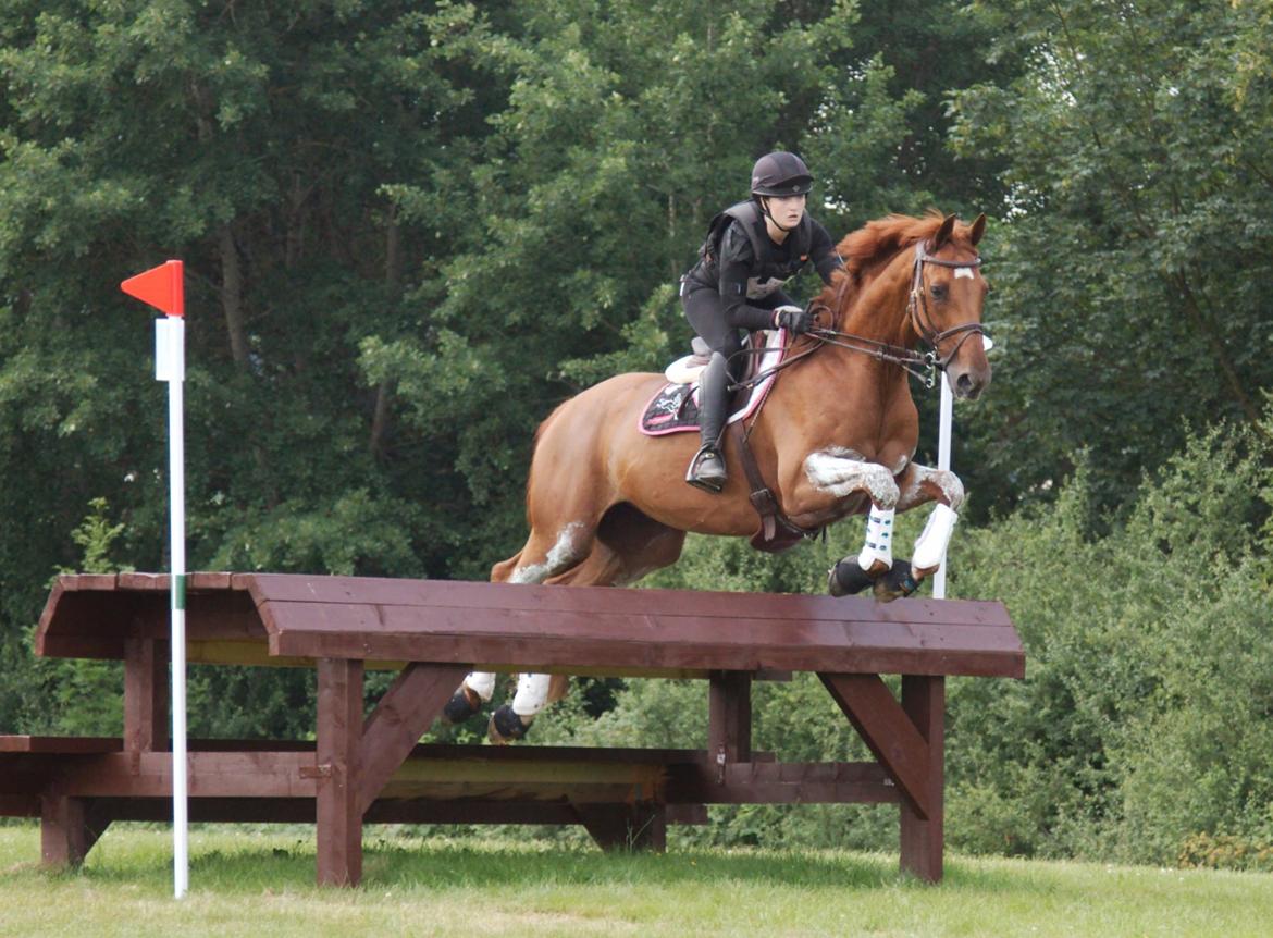 Hollandsk Varmblod Ziggy Marley m2s - CIC* DM J/YR 2015 billede 6