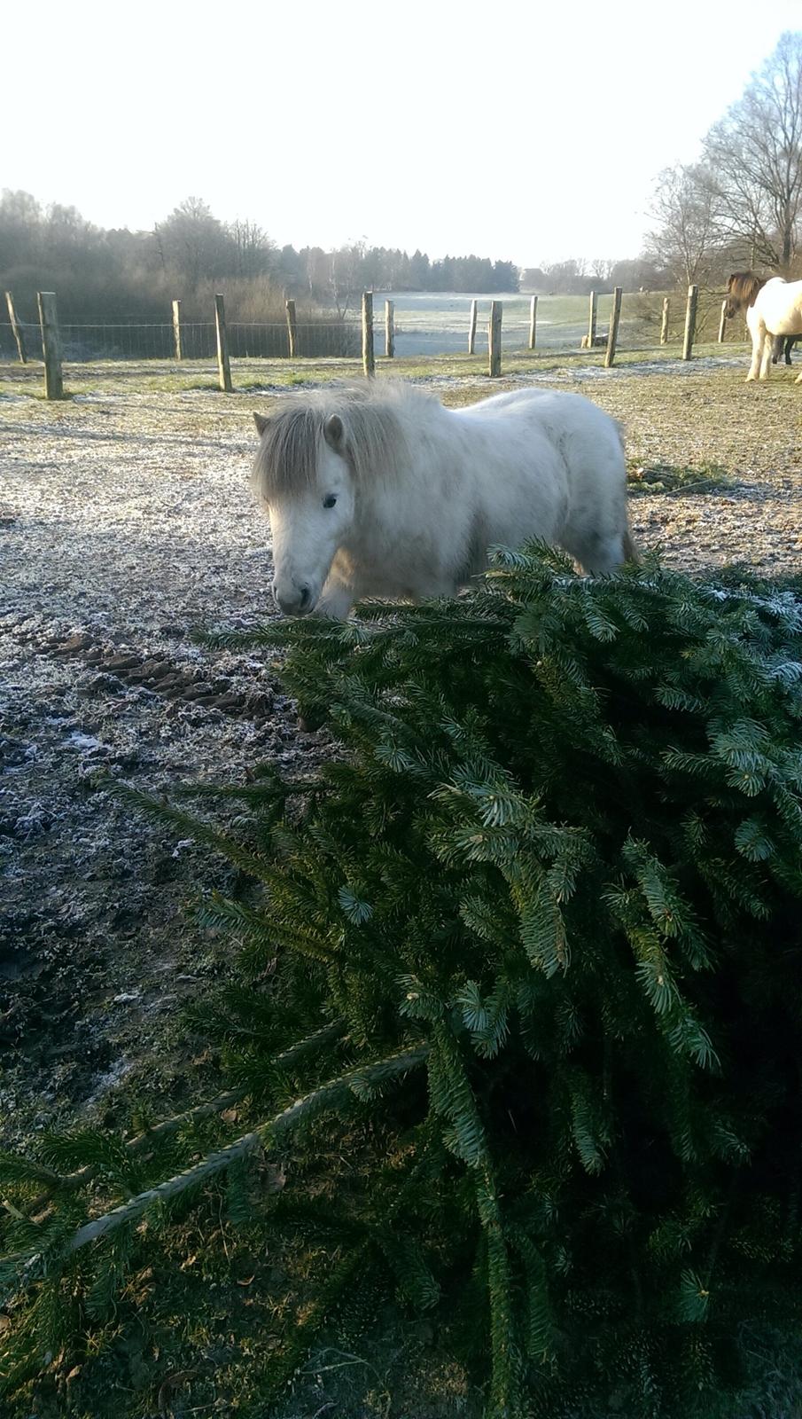 Anden særlig race Lille Hest billede 2