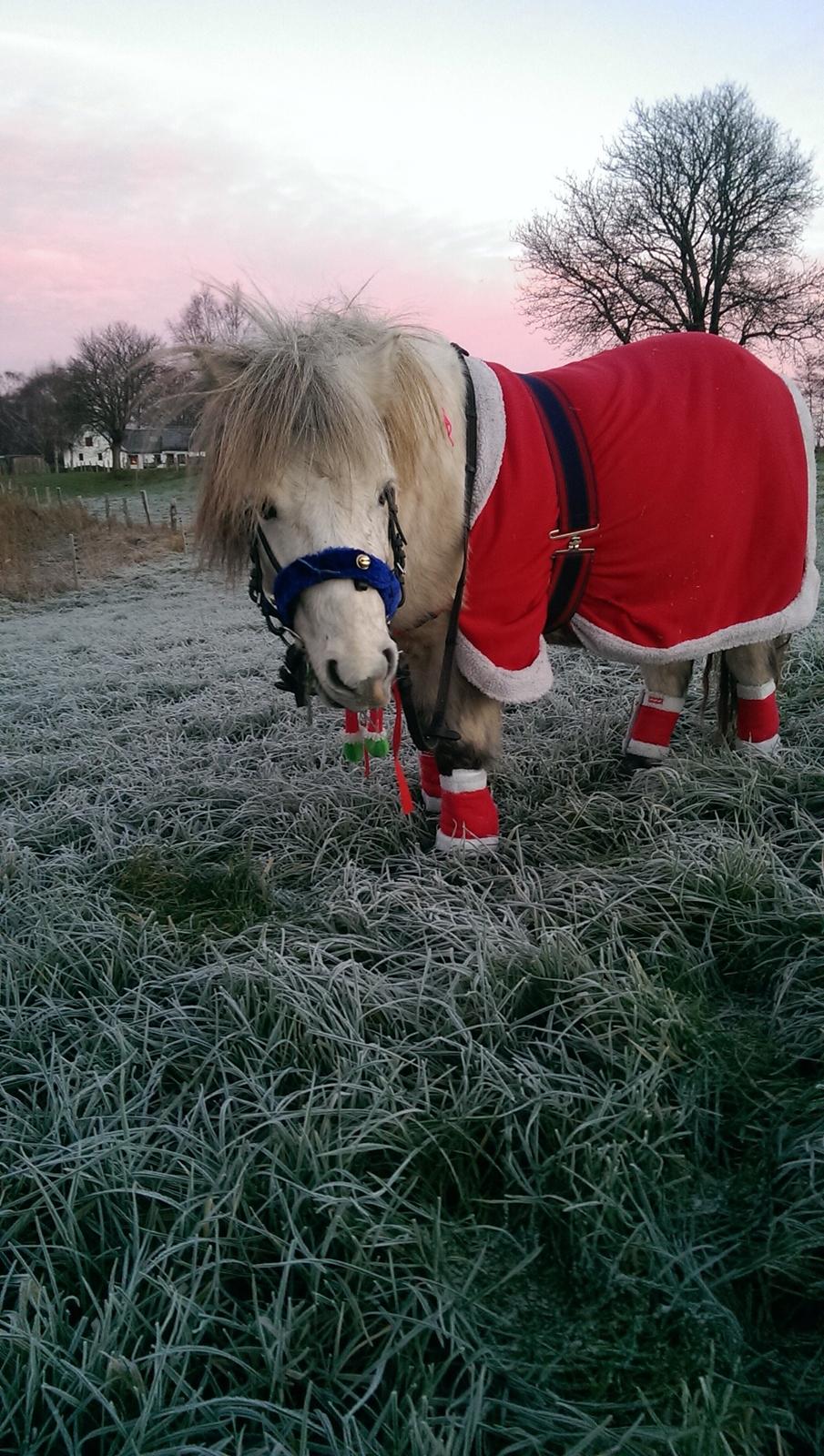 Anden særlig race Lille Hest billede 3