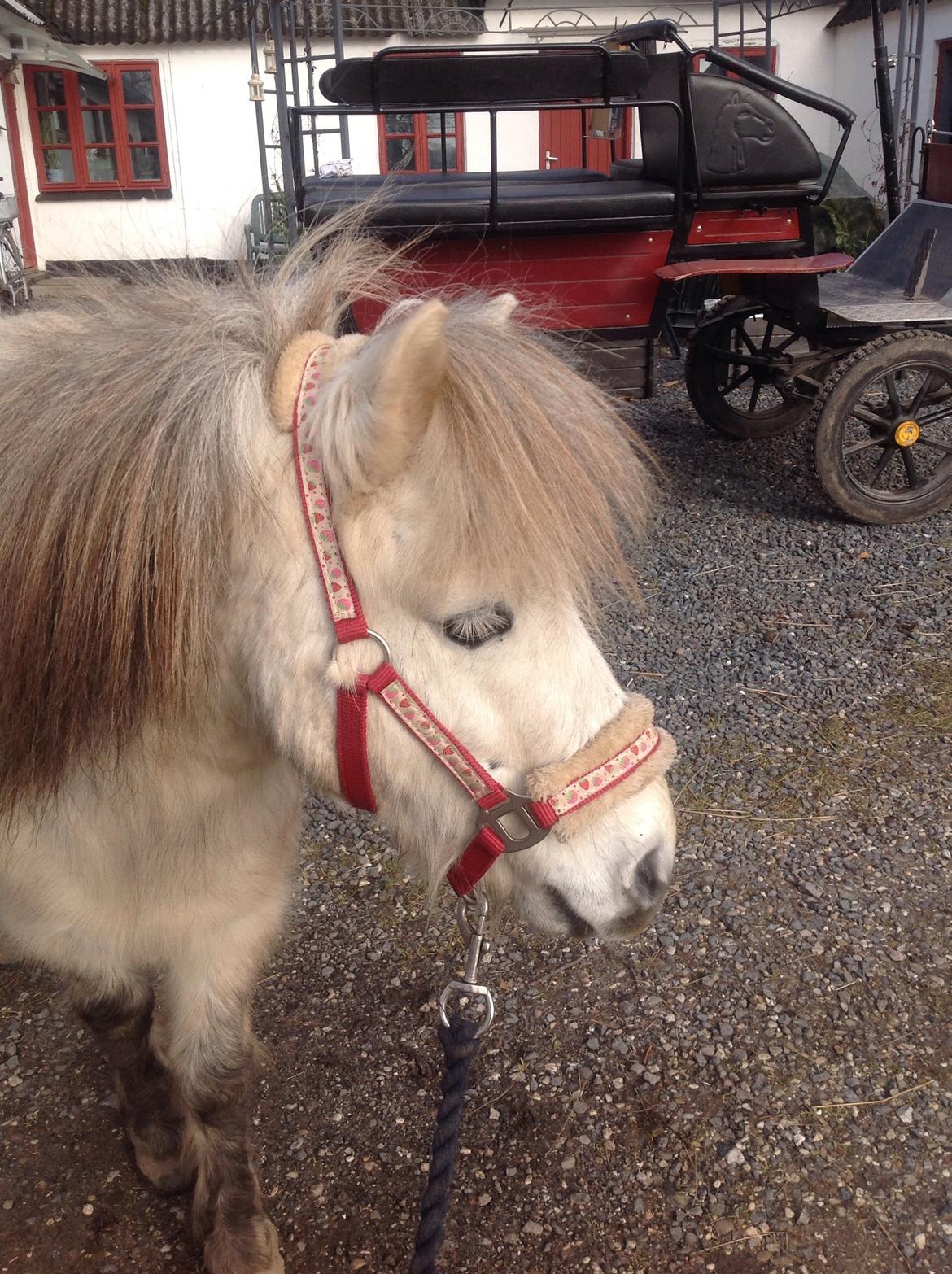 Anden særlig race Lille Hest billede 6