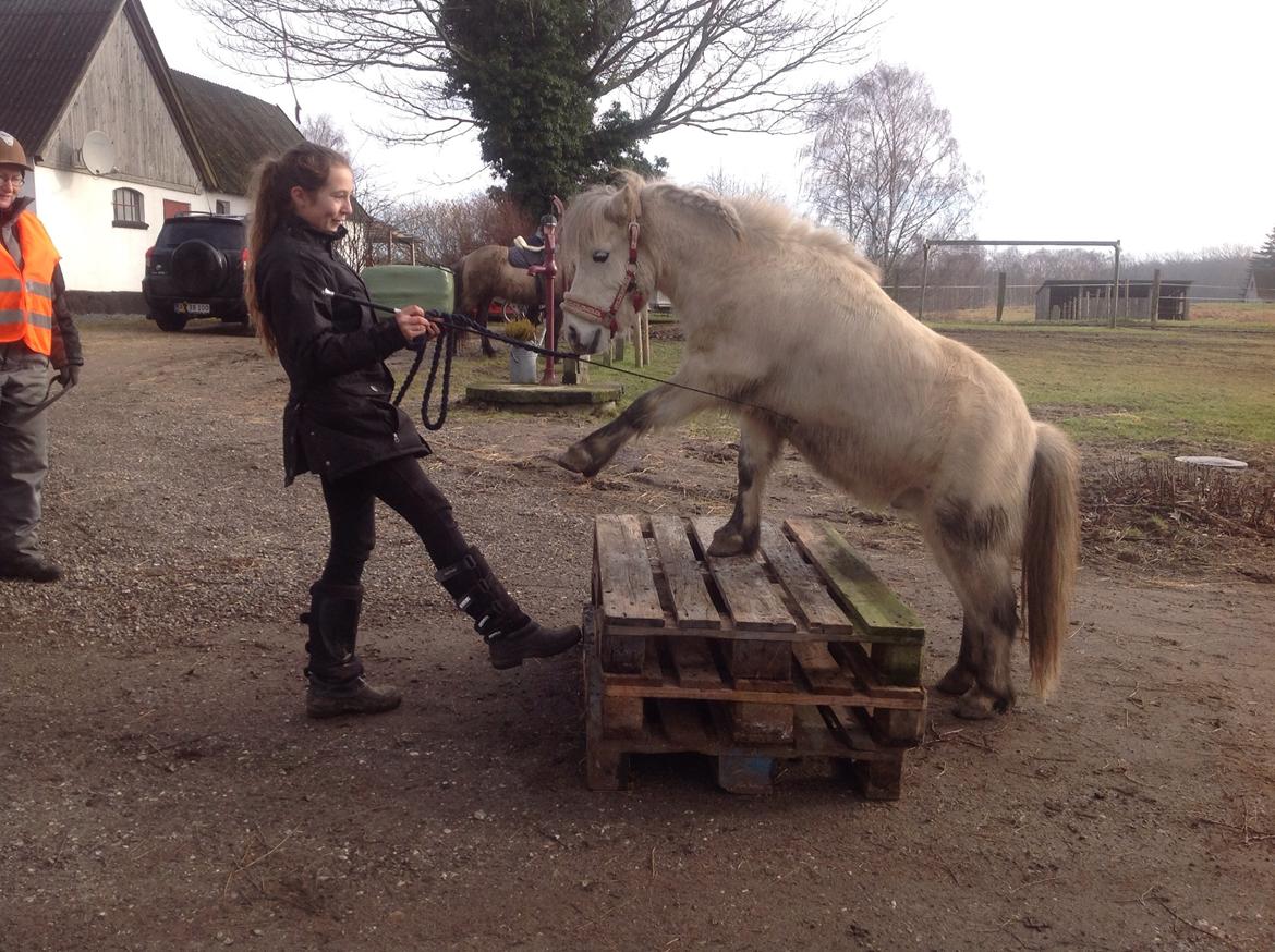 Anden særlig race Lille Hest billede 7