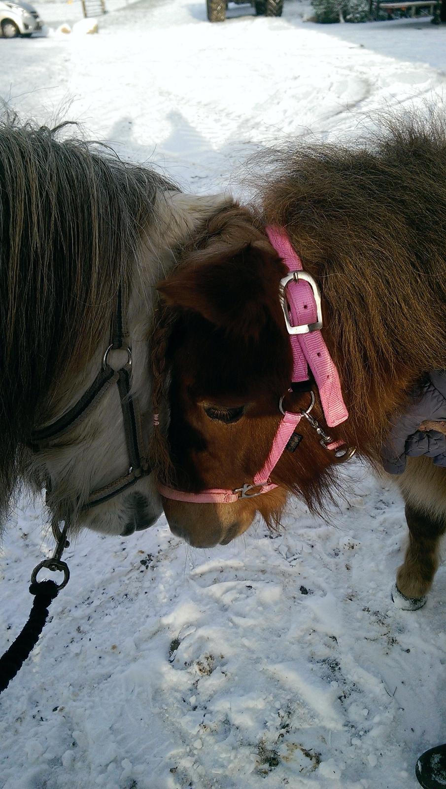 Anden særlig race Lille Hest billede 8