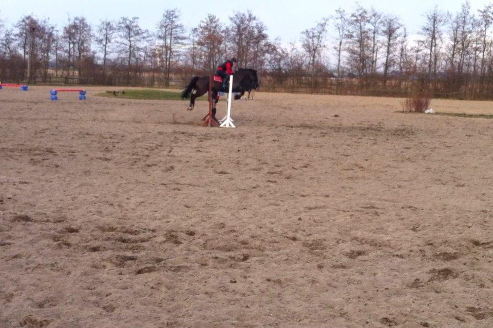 Welsh Cob (sec D) LSG Cæsar (Casino) - Solgt  billede 24