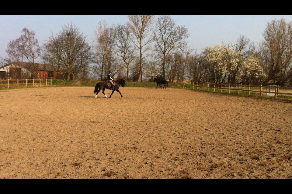 Welsh Cob (sec D) LSG Cæsar (Casino) - Solgt  billede 32