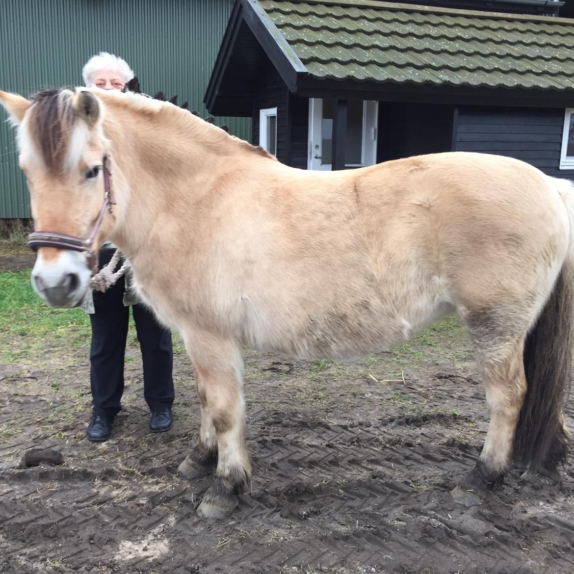 Fjordhest Freja  billede 14