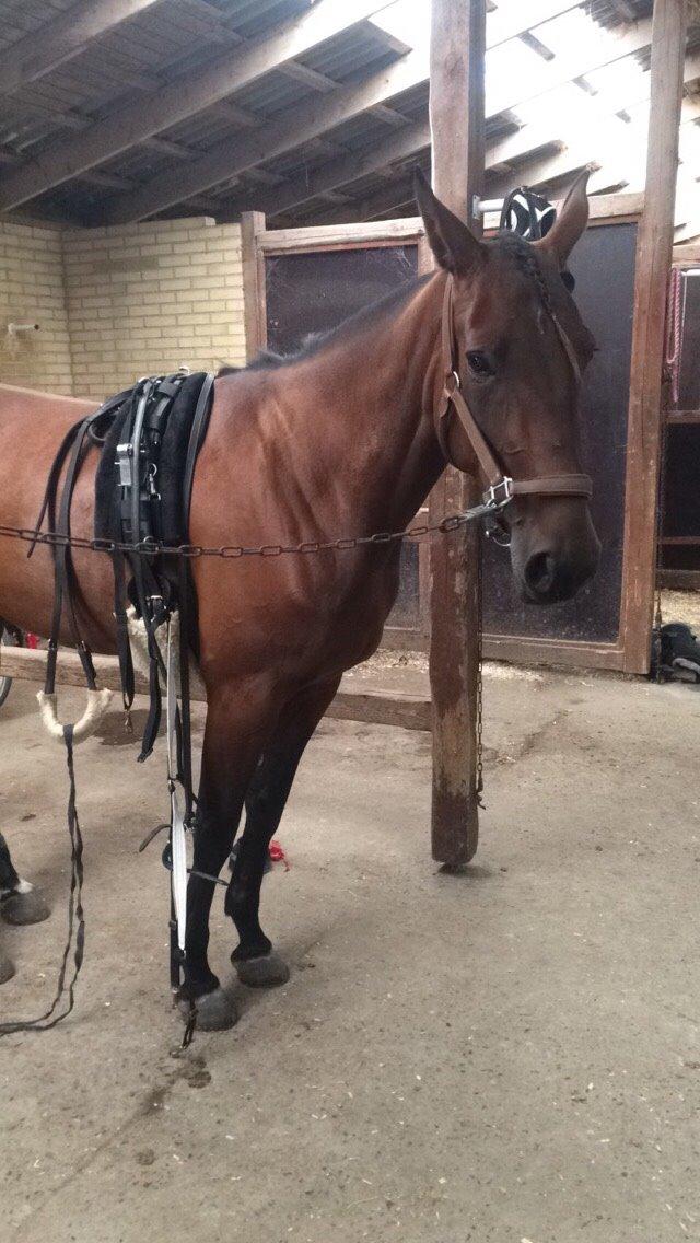 Traver Victoria L O billede 10